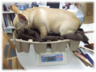 �t�����`�u���h�b�O�i�t���u���j�摜