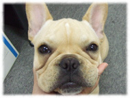 �t�����`�u���h�b�O�i�t���u���j�摜