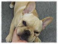 �t�����`�u���h�b�O�i�t���u���j�摜