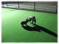 �t�����`�u���h�b�O�i�t���u���j�摜