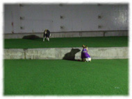 �t�����`�u���h�b�O�i�t���u���j�摜