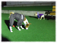 �t�����`�u���h�b�O�i�t���u���j�摜