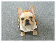 �t�����`�u���h�b�O�i�t���u���j�摜