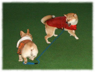 �t�����`�u���h�b�O�i�t���u���j�摜