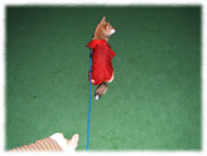 �t�����`�u���h�b�O�i�t���u���j�摜