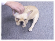 �t�����`�u���h�b�O�i�t���u���j�摜