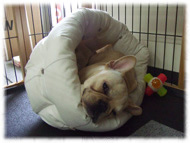 �t�����`�u���h�b�O�i�t���u���j�摜