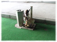 �t�����`�u���h�b�O�i�t���u���j�摜