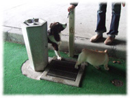 �t�����`�u���h�b�O�i�t���u���j�摜