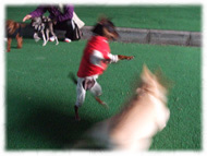 �t�����`�u���h�b�O�i�t���u���j�摜