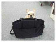 �t�����`�u���h�b�O�i�t���u���j�摜