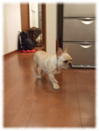 �t�����`�u���h�b�O�i�t���u���j�摜