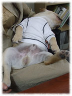 �t�����`�u���h�b�O�i�t���u���j�摜