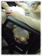 �t�����`�u���h�b�O�i�t���u���j�摜