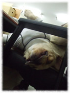 �t�����`�u���h�b�O�i�t���u���j�摜