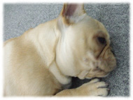 �t�����`�u���h�b�O�i�t���u���j�摜