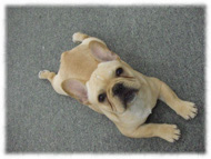 �t�����`�u���h�b�O�i�t���u���j�摜