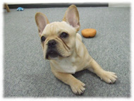 �t�����`�u���h�b�O�i�t���u���j�摜