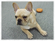 �t�����`�u���h�b�O�i�t���u���j�摜