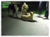 �t�����`�u���h�b�O�i�t���u���j�摜