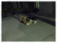 �t�����`�u���h�b�O�i�t���u���j�摜