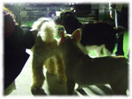 �t�����`�u���h�b�O�i�t���u���j�摜