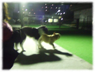 �t�����`�u���h�b�O�i�t���u���j�摜