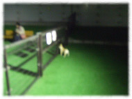 �t�����`�u���h�b�O�i�t���u���j�摜