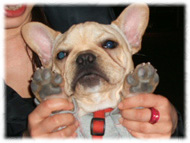 �t�����`�u���h�b�O�i�t���u���j�摜