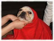 �t�����`�u���h�b�O�i�t���u���j�摜