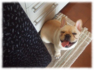 �t�����`�u���h�b�O�i�t���u���j�摜