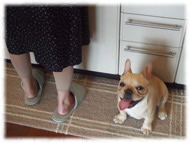 �t�����`�u���h�b�O�i�t���u���j�摜