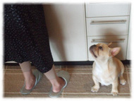 �t�����`�u���h�b�O�i�t���u���j�摜