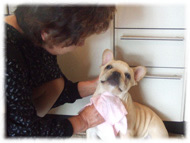 �t�����`�u���h�b�O�i�t���u���j�摜