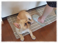 �t�����`�u���h�b�O�i�t���u���j�摜