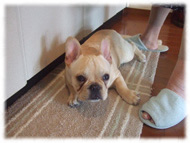 �t�����`�u���h�b�O�i�t���u���j�摜