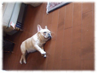 �t�����`�u���h�b�O�i�t���u���j�摜