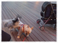 �t�����`�u���h�b�O�i�t���u���j�摜