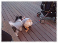 �t�����`�u���h�b�O�i�t���u���j�摜