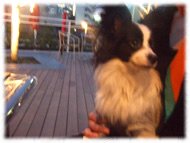 �t�����`�u���h�b�O�i�t���u���j�摜