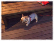 �t�����`�u���h�b�O�i�t���u���j�摜