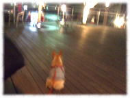 �t�����`�u���h�b�O�i�t���u���j�摜