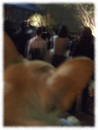 �t�����`�u���h�b�O�i�t���u���j�摜