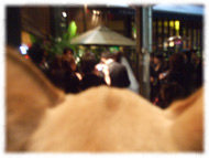 �t�����`�u���h�b�O�i�t���u���j�摜