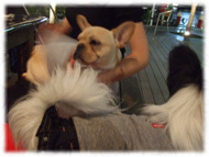 �t�����`�u���h�b�O�i�t���u���j�摜