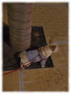 �t�����`�u���h�b�O�i�t���u���j�摜