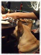 �t�����`�u���h�b�O�i�t���u���j�摜