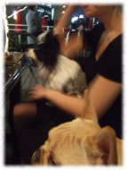 �t�����`�u���h�b�O�i�t���u���j�摜