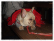 �t�����`�u���h�b�O�i�t���u���j�摜