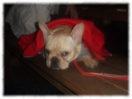 �t�����`�u���h�b�O�i�t���u���j�摜